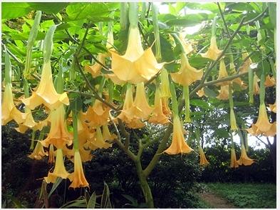 [천사의 나팔]-제것 아님 ;;;