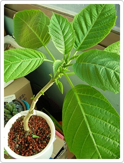 [우리집 천사의 나팔 삽목 4개월]