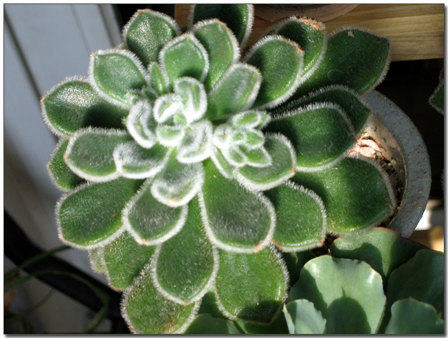 금사황~ 양쪽으로 꽃대가 두개나 나온답니다.