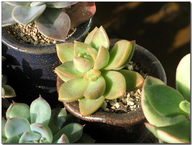 황녀~ 요것이 꽃대일까요?