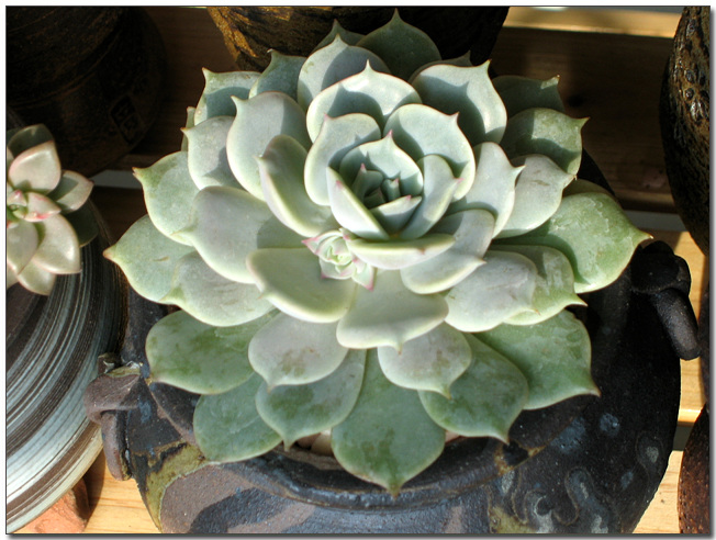 드라세나~ 꽃대 올라오는것 같아요.