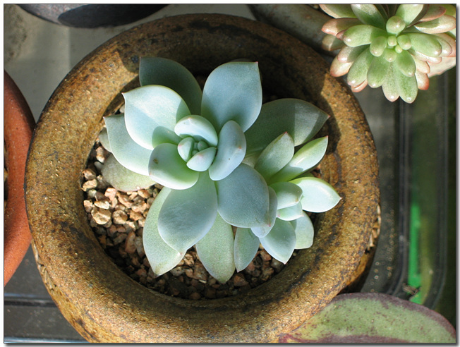 파랑새라고 들였는데 아닌것같은 녀석이예요.