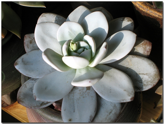 라우이~ 요기도 꽃대가 올라온답니다.