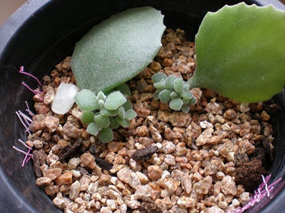 밀로티,,지난 10월 