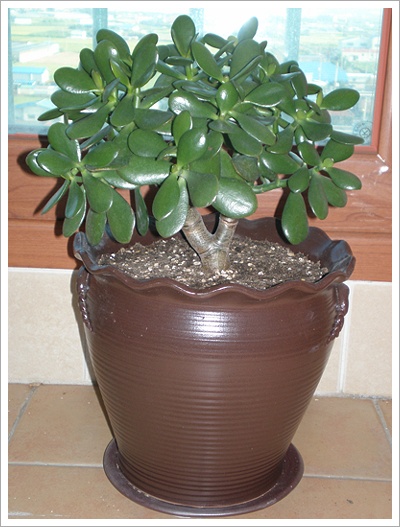 푸른빛이 싱그러웠던 지난 여름..