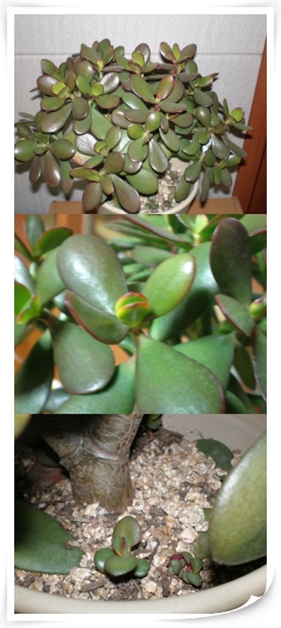 겨울빛에 곱게 물들어가는 염좌..