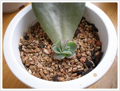 연봉..지난 10월