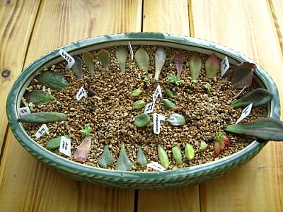 곰탱이랑 여우님께 분양받은 아이들