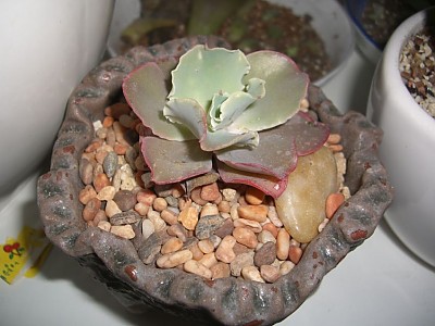 셋트분의 홍공작 ^^