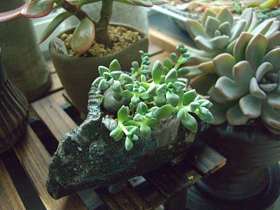 꽃피표 셋트분 백로