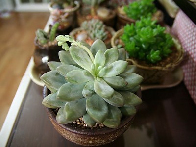 도전희 대품이네요~~