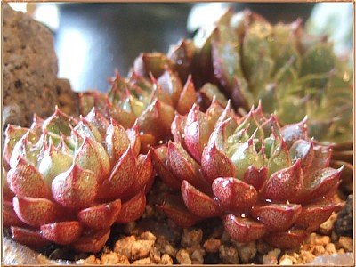 꽃피의 미스미 푸미라.. 올한해 감사인사드립니다 ^^*