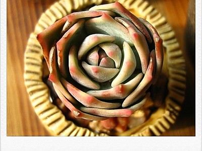 로라 증명사진이예요.