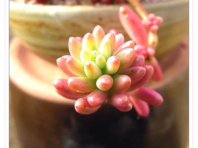 그린로즈님표 오로라 07.12.30