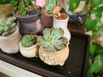  새 식구 파우더 블루