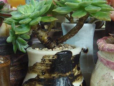  얘 이름은 판크라구도 하구요~ 펑크인이라구도...