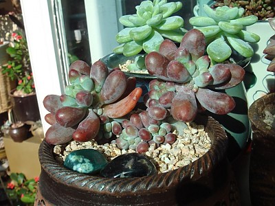 서서히 색이 빠지는거 같네요~ㅜ.ㅜ