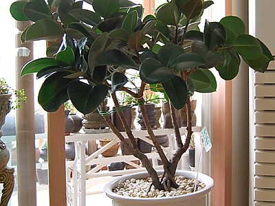 12~ 3 년된 고무나무