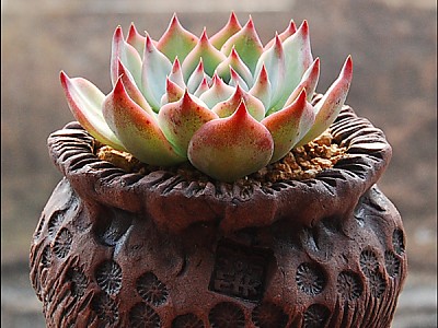 큰형 치와와린제 (도태랑)