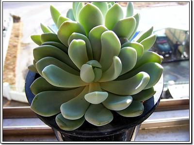 12월 10?일 날 입전