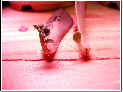 요게 아마 12월 19일 사진? ㅎ (초연)