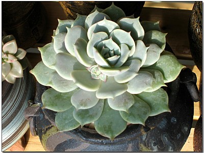 드라세나~ 꽃대 올라오는것 같아요.