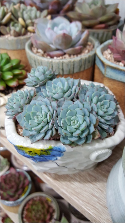 마자린