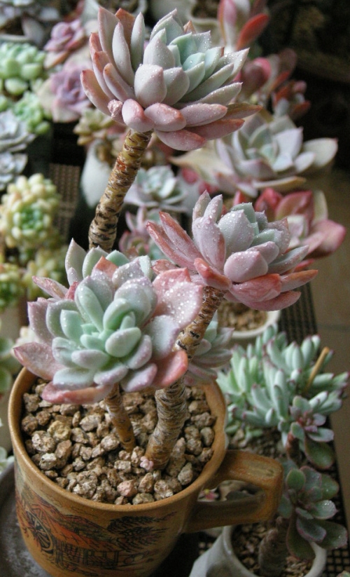 입전.이~빠진 컵,구멍뚫어서 화분으로 쓰기.유행?할 때. 생각나네요.^^
