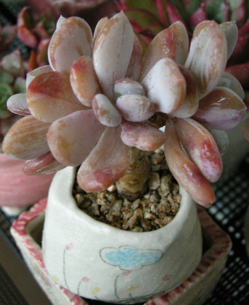 신데렐라.