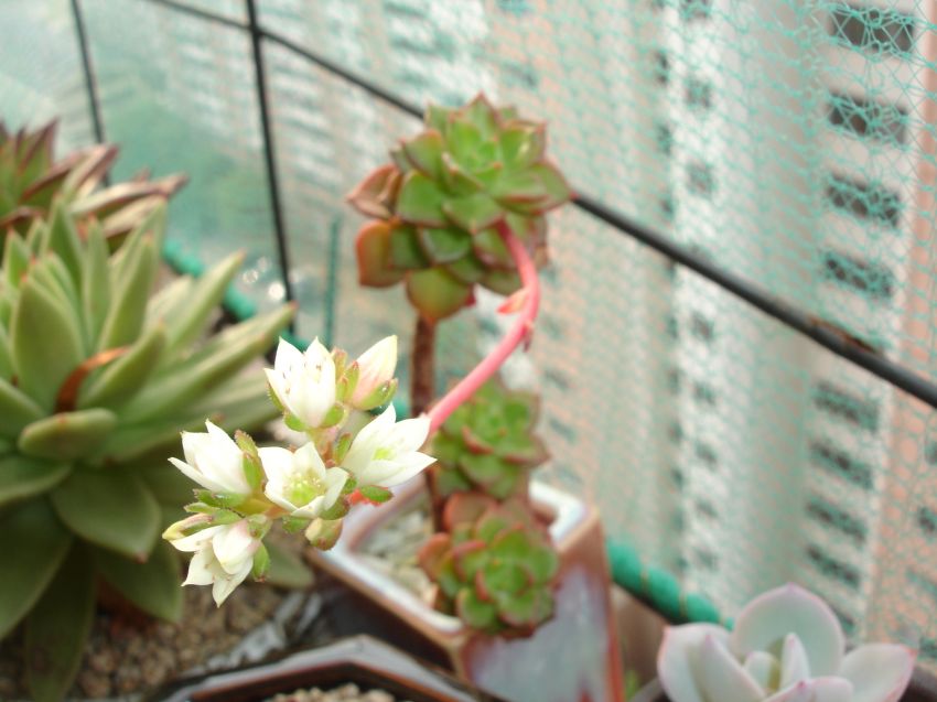 올 모습