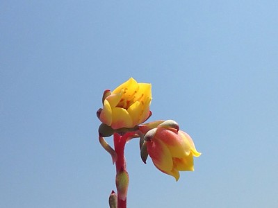 글로블로사 꽃이에요. 