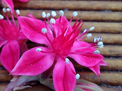 원종벨루스 꽃