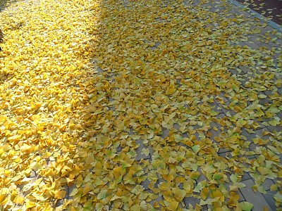 낙엽이 쌓였네요